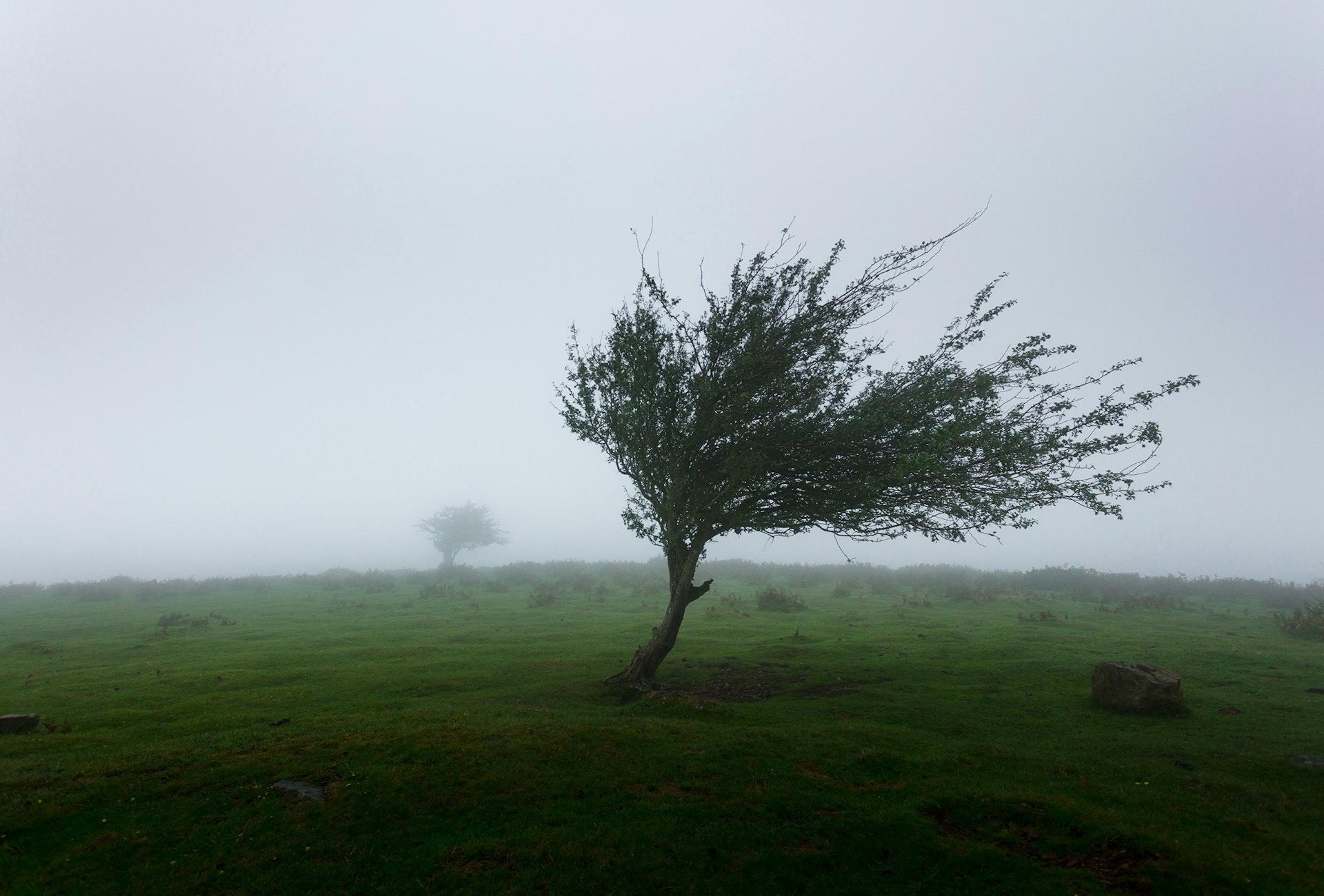 Árbol inclinado por el viento en un campo verde con niebla