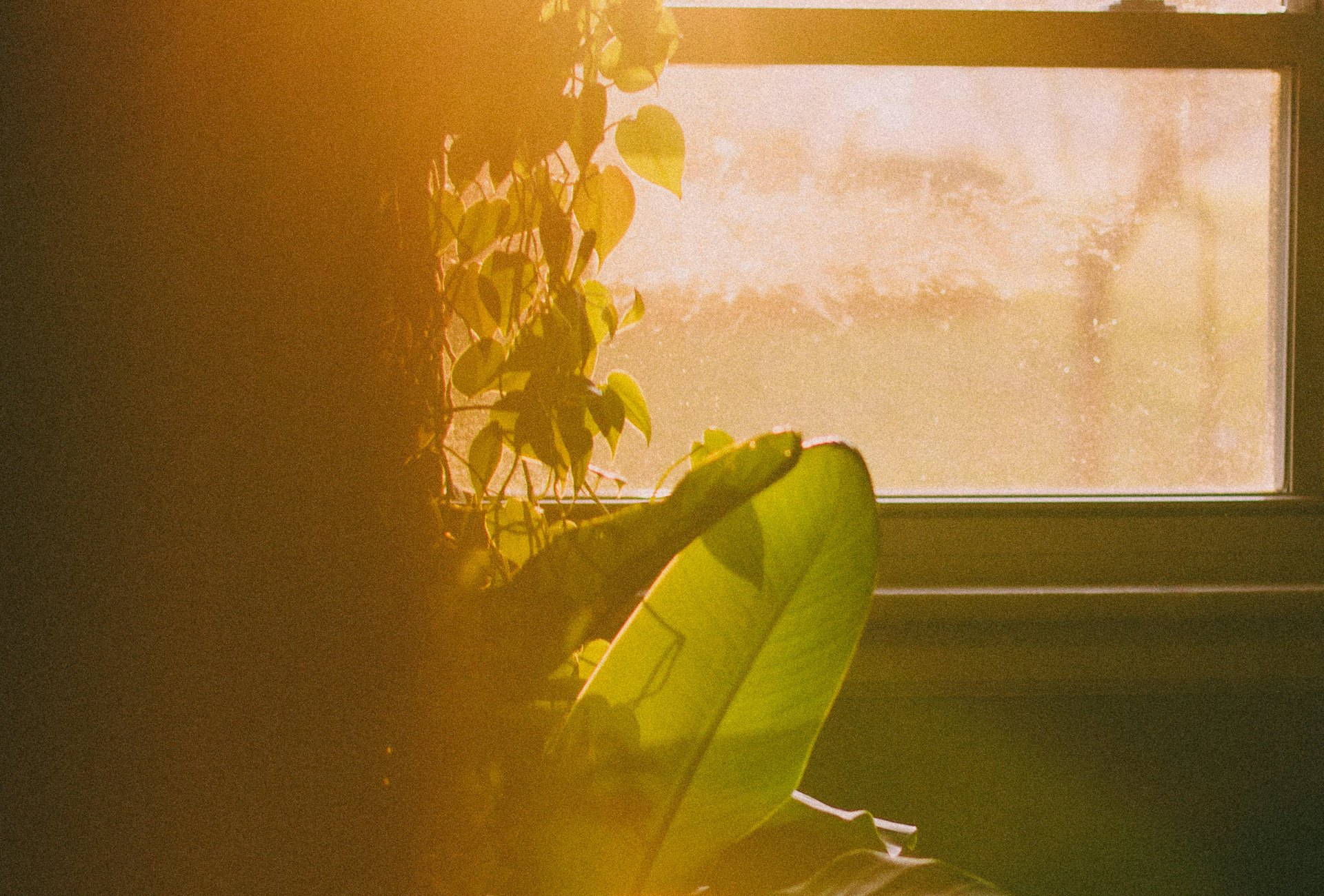 Planta junto a una ventana con luz cálida de tarde